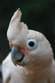 Head of Goffin Cockatoo Wall Mural