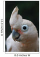 Head of Goffin Cockatoo Wall Mural
