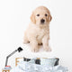 Dog Decals - Golden Retriever Puppy  Wall Decal