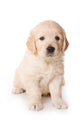 Dog Decals - Golden Retriever Puppy  Wall Decal