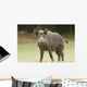 Wild Boar Wall Mural