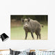 Wild Boar Wall Mural