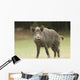 Wild Boar Wall Mural