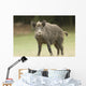 Wild Boar Wall Mural