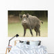 Wild Boar Wall Mural