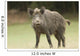 Wild Boar Wall Mural