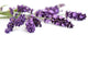 lavender flowers Wall Decal
