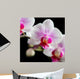Orchide Wall Mural