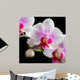 Orchide Wall Mural