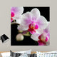 Orchide Wall Mural