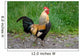 Rooster Wall Mural