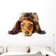 Puppy Dachshund Wall Decal