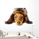 Puppy Dachshund Wall Decal