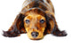 Puppy Dachshund Wall Decal
