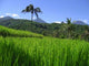 Reisfelder Bali Wall Decal Design 2