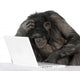 Chimpanzee playing with a laptop Wall Decal