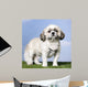 Shih Tzu 5 Years Old Wall Mural