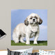 Shih Tzu 5 Years Old Wall Mural