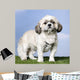 Shih Tzu 5 Years Old Wall Mural