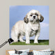 Shih Tzu 5 Years Old Wall Mural