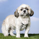 Shih Tzu 5 Years Old Wall Mural