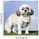 Shih Tzu 5 Years Old Wall Mural