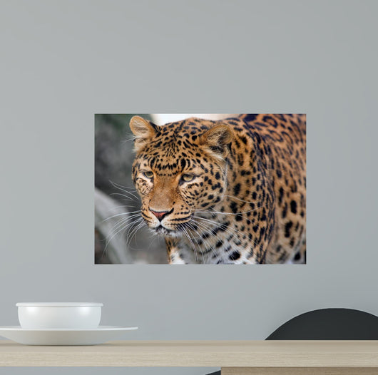 Jaguar Wall Mural