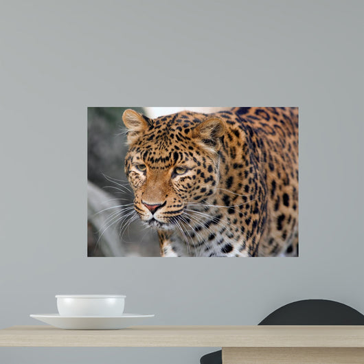 Jaguar Wall Mural