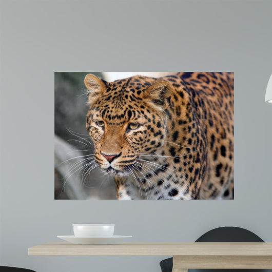 Jaguar Wall Mural