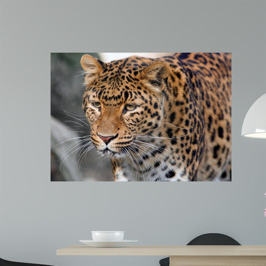 Jaguar Wall Mural