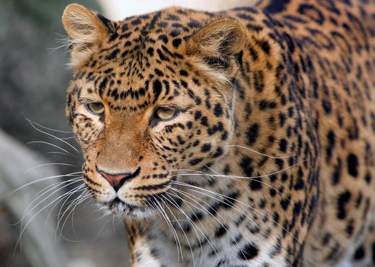 Jaguar Wall Mural