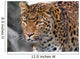 Jaguar Wall Mural