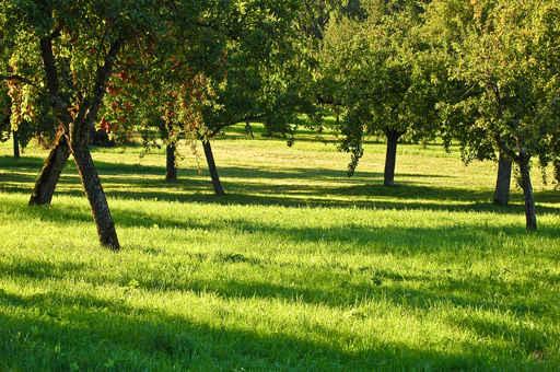 Orchard Wall Decal