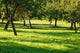 Orchard Wall Decal