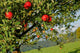 Apples Tree Wall Decal