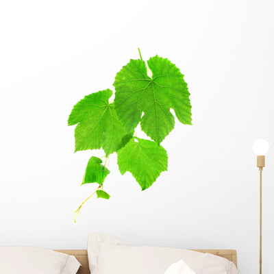 Grapevine Wall Decal shown on a wall