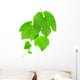 Grapevine Wall Decal