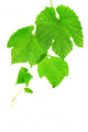 Grapevine Wall Decal