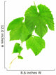 Grapevine Wall Decal