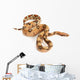 Pastel Jungle Columbian Red-tailed Boa Wall Decal