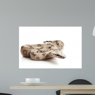 Bolivian Boa Wall Mural shown on a wall