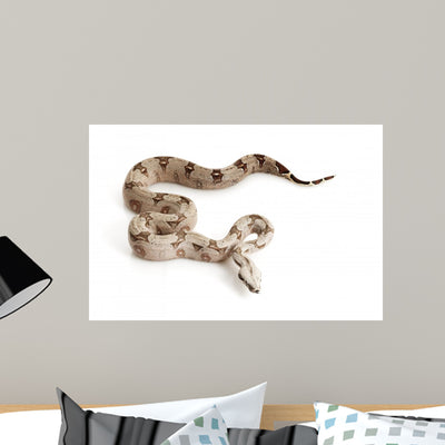 Bolivian Boa Wall Mural shown on a wall