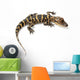 American alligator Wall Decal