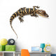 American alligator Wall Decal
