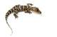 American alligator Wall Decal