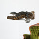 Blue Tree Monitor Lizard Wall Decal