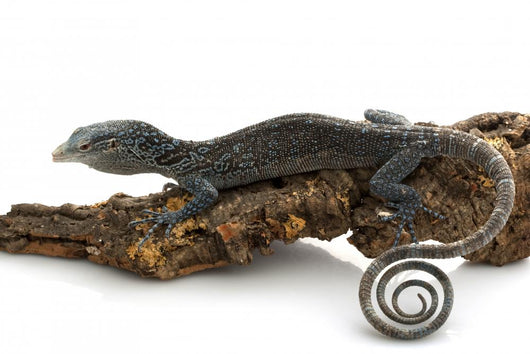 Blue Tree Monitor Lizard Wall Decal