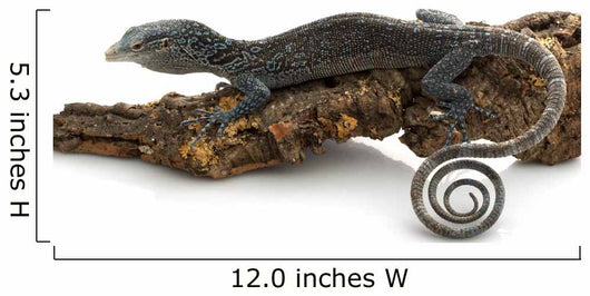 Blue Tree Monitor Lizard Wall Decal