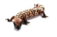 Gila monster Wall Decal