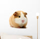 Guinea Pig Over White Wall Decal